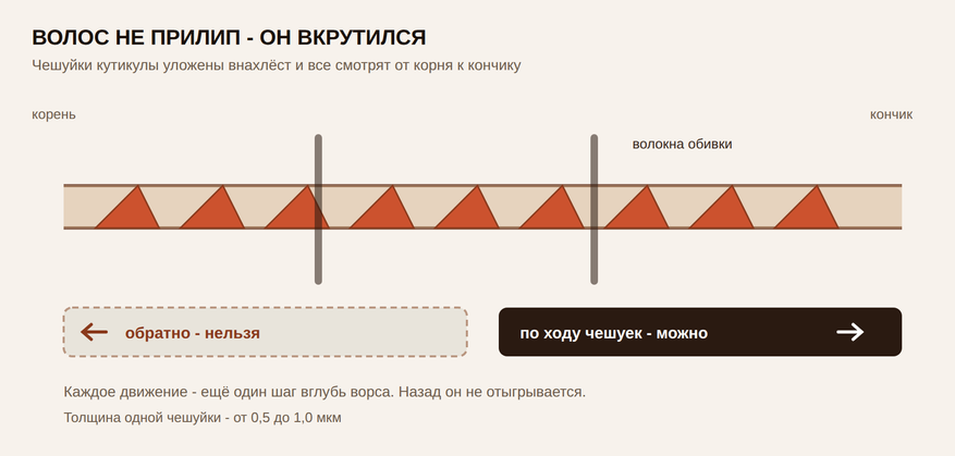 Чешуйки работают как храповик: волос уходит вглубь ворса и не выходит обратно