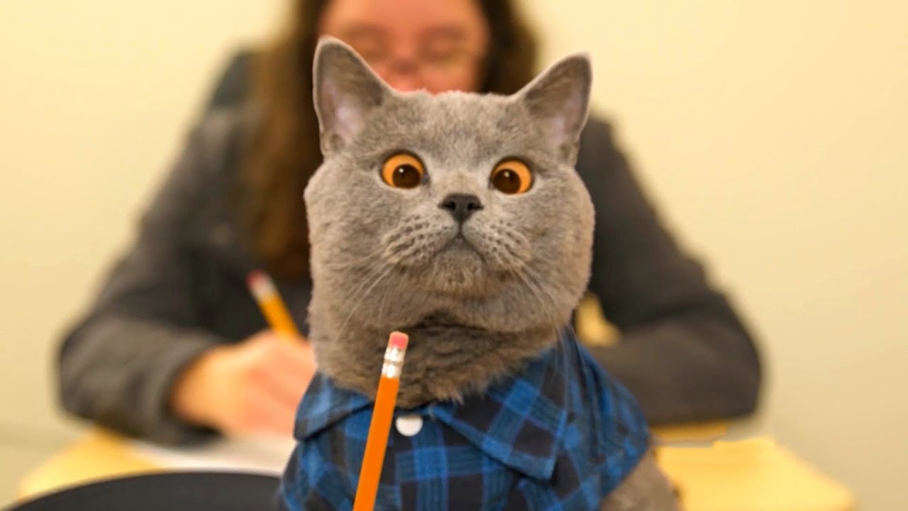 Ютуб котики