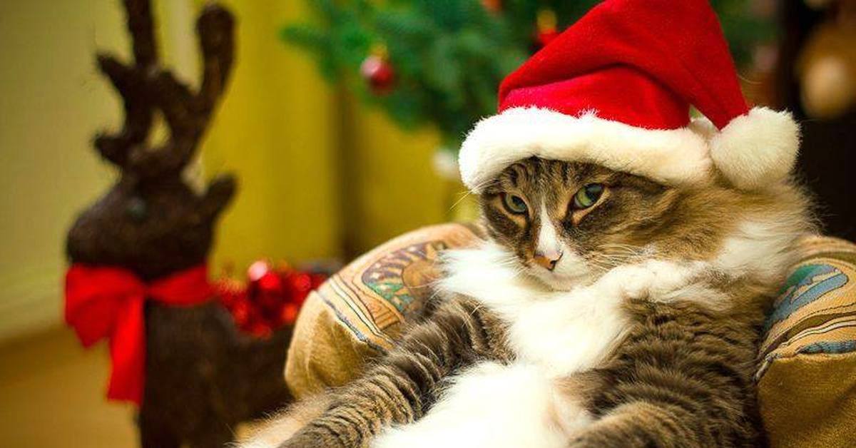 Смешные котики новогодние