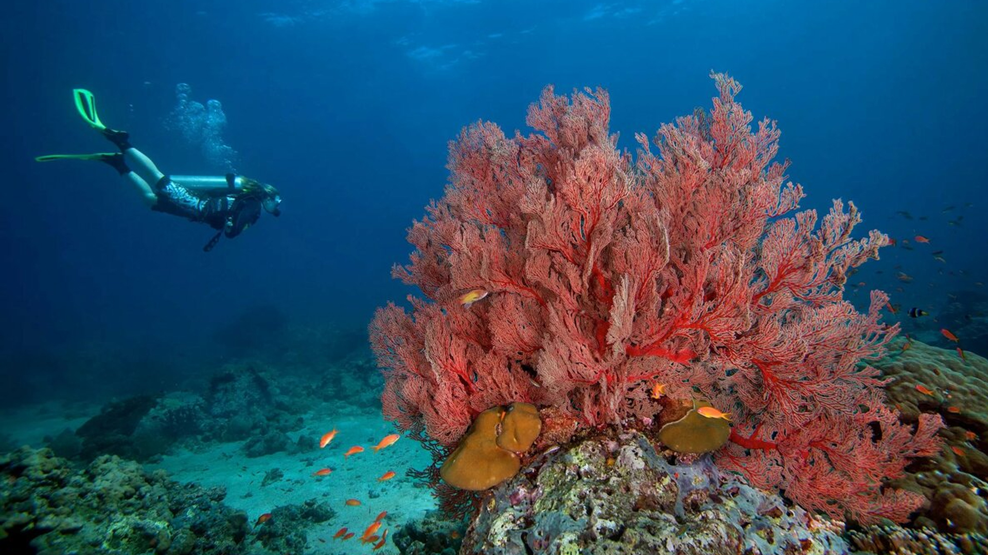 Красное море под водой