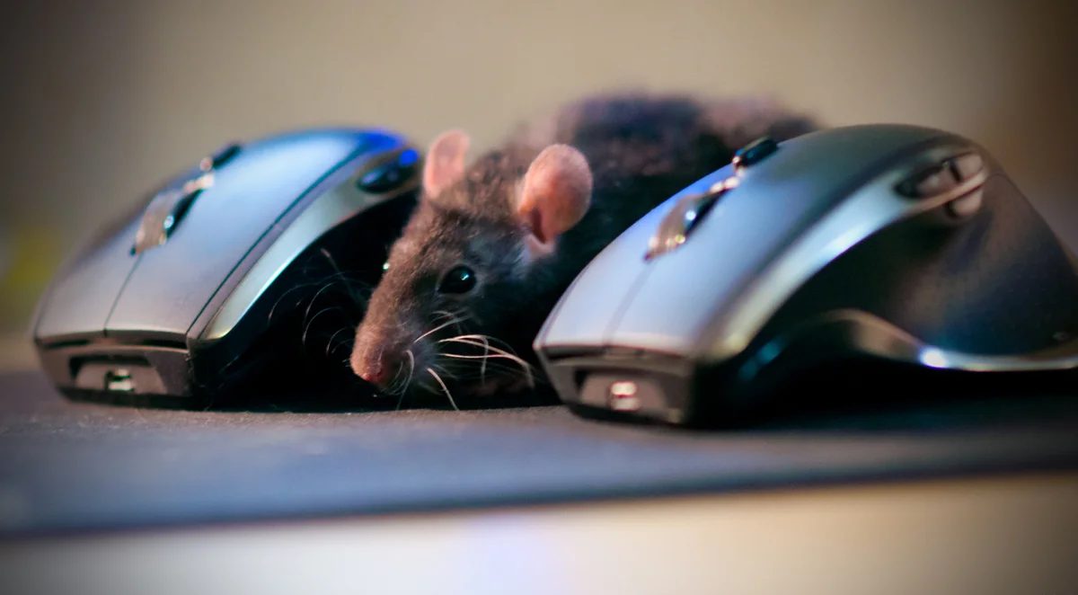 Что такое мышь и как она устроена