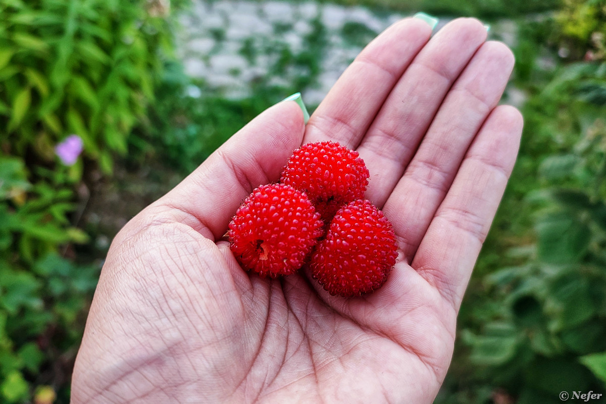 Малиновая клубника. Малина красная Земляничная Rubus illecebrosus. Гибрид малины и земляники. Ягода клубника малина гибрид. Малина скрещенная с клубникой.