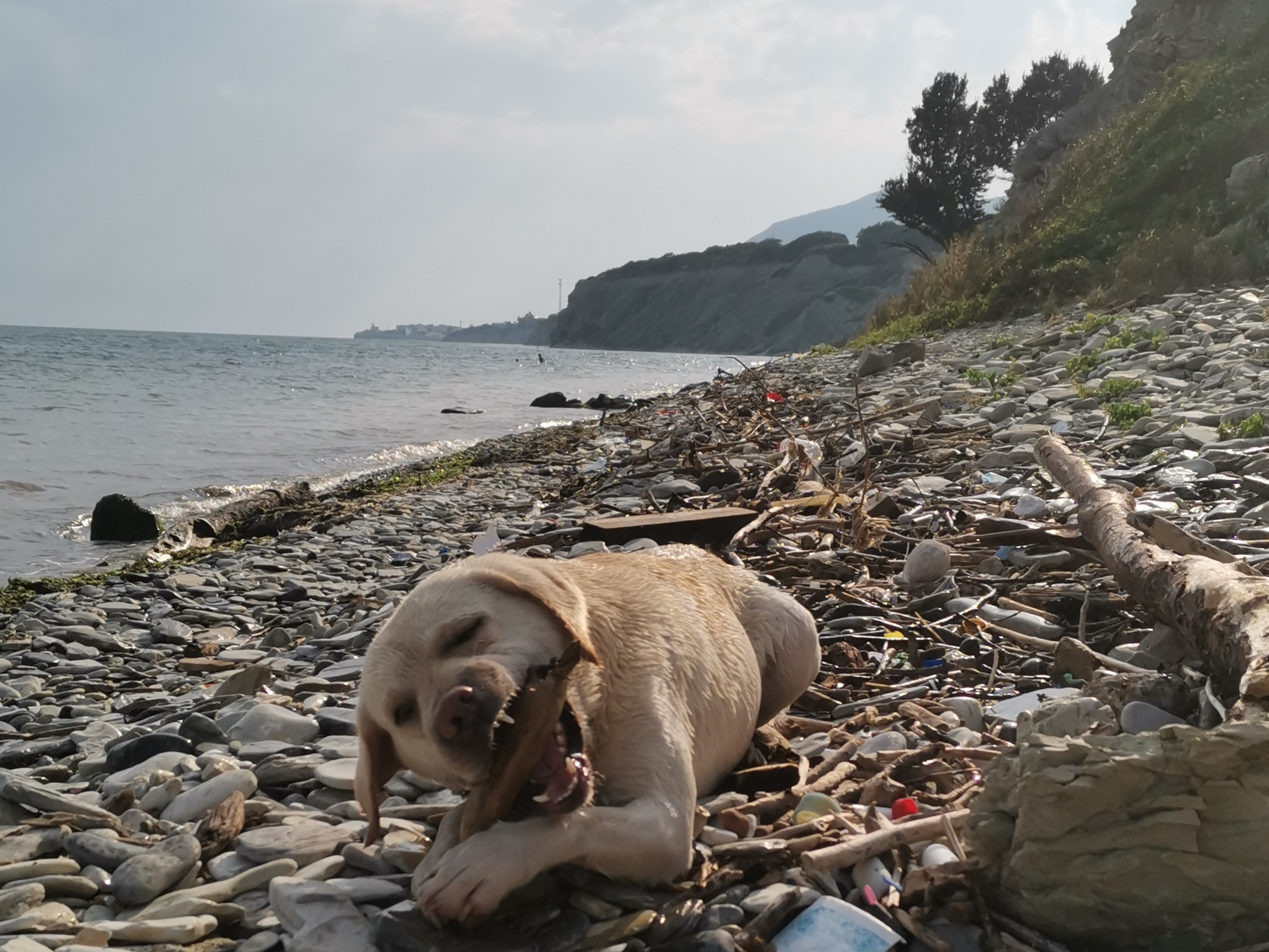 Передержка собак: плюсы, минусы и на что обратить внимание при поиске ...