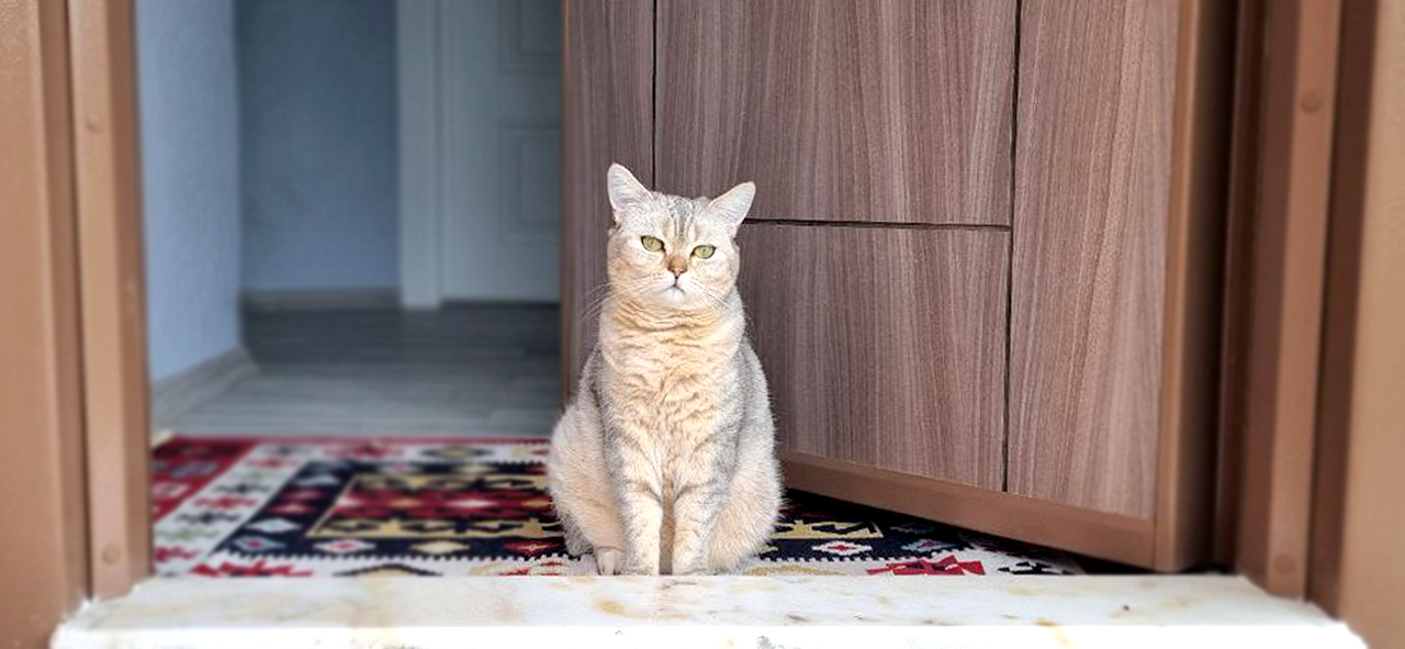 Как кошки заранее узнают о приходе хозяина домой: секреты кошачьей интуиции  / Оффтопик / iXBT Live