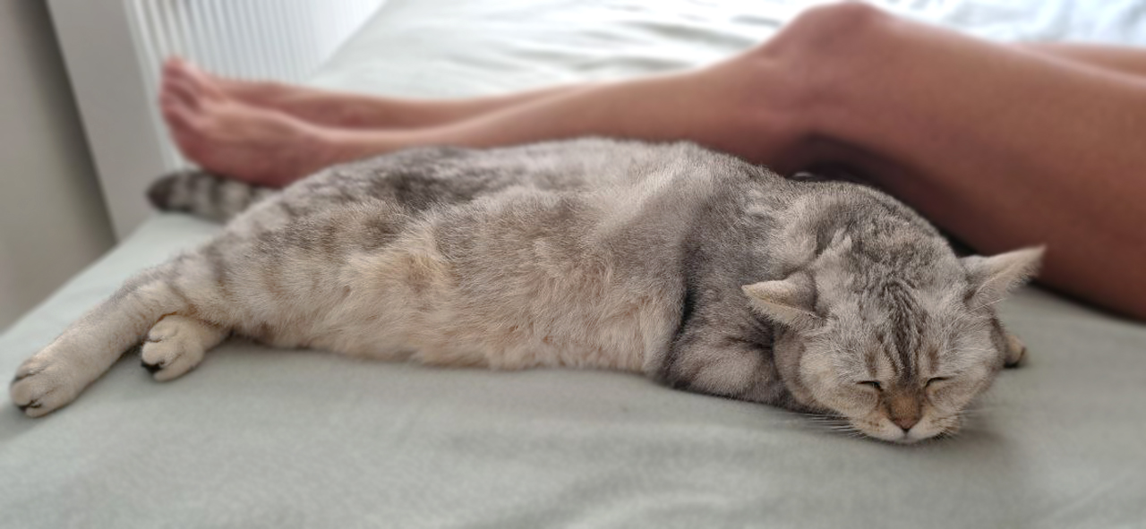 Почему кошки спят на человеке или рядом — Purina ONE®