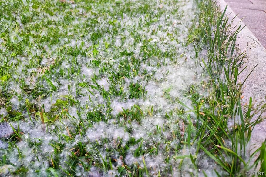 Тополиный пух: что он такое, чем опасен и можно ли от него избавиться ...