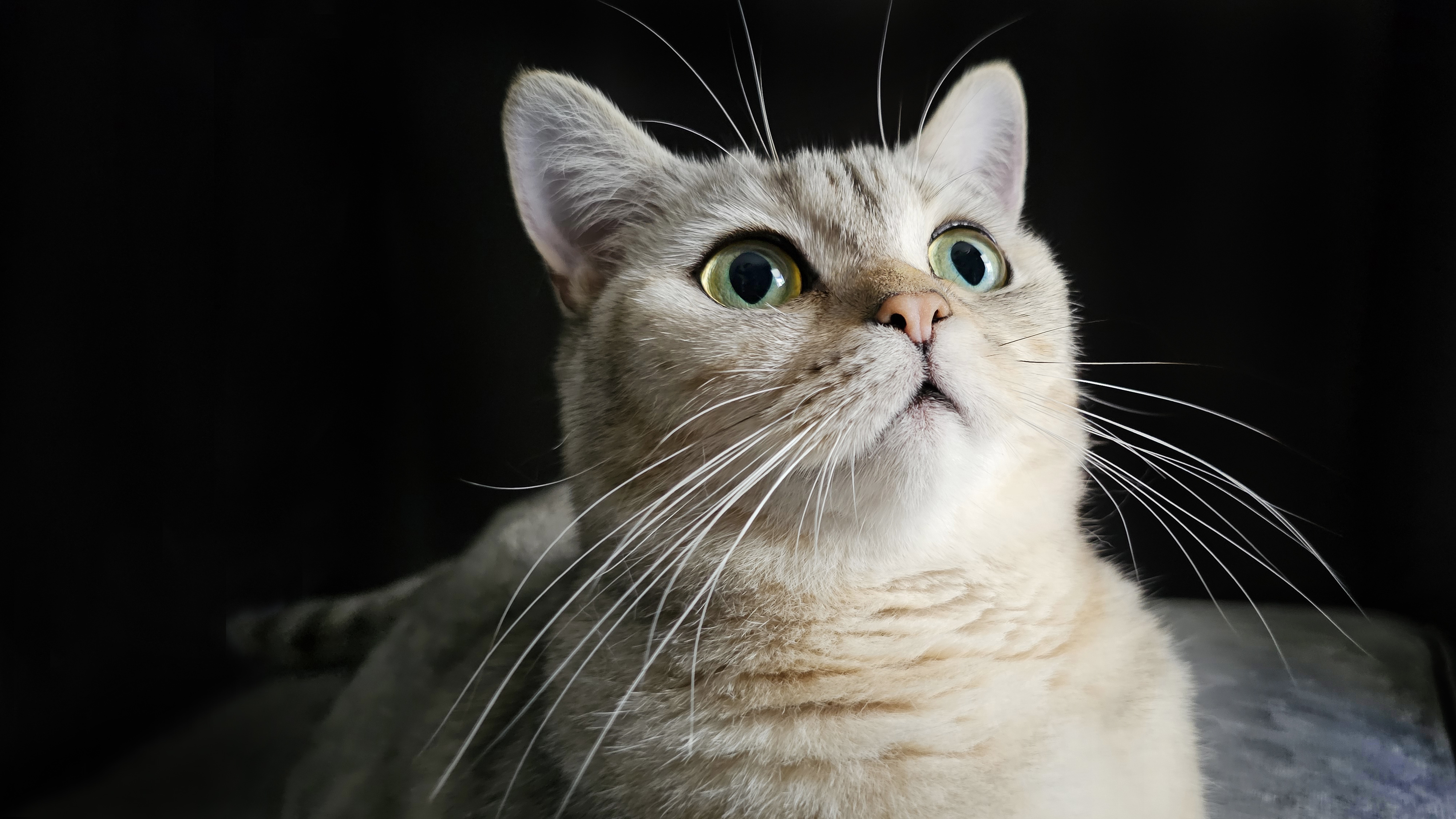 Что такое курдюк у кошки: интересная особенность физиологии или проблема? /  Оффтопик / iXBT Live