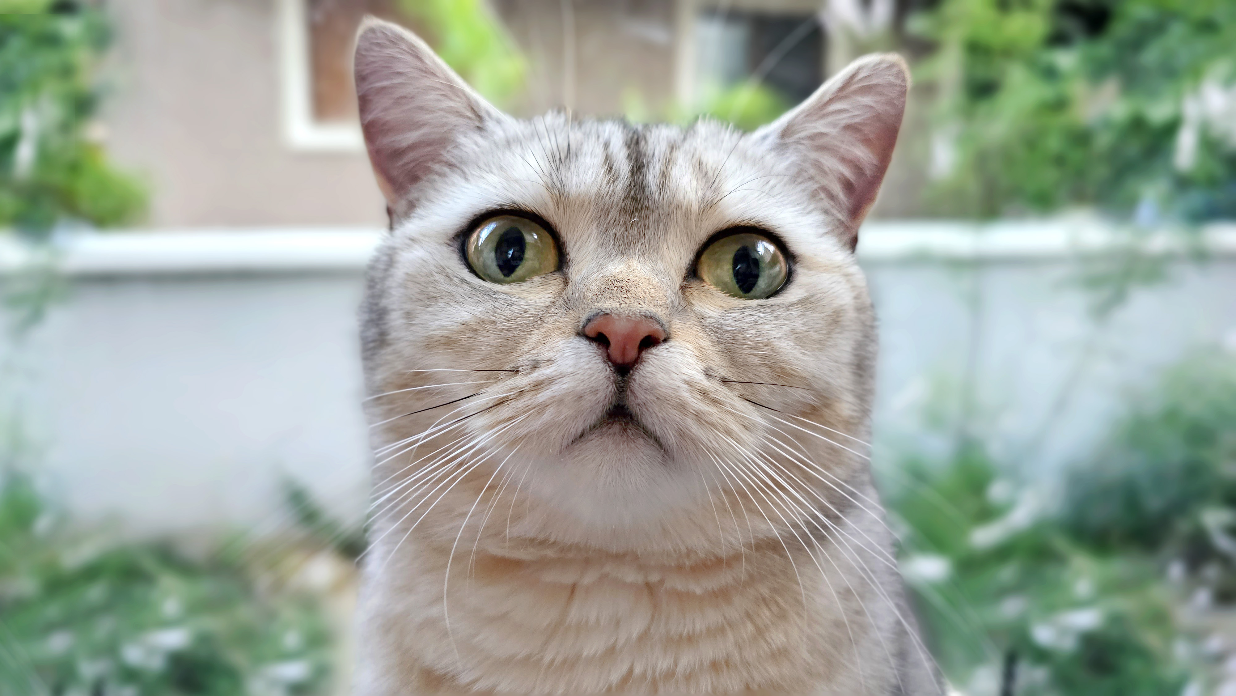 Почему кошка пристально смотрит в лицо человеку: секреты кошачьего  поведения / Оффтопик / iXBT Live