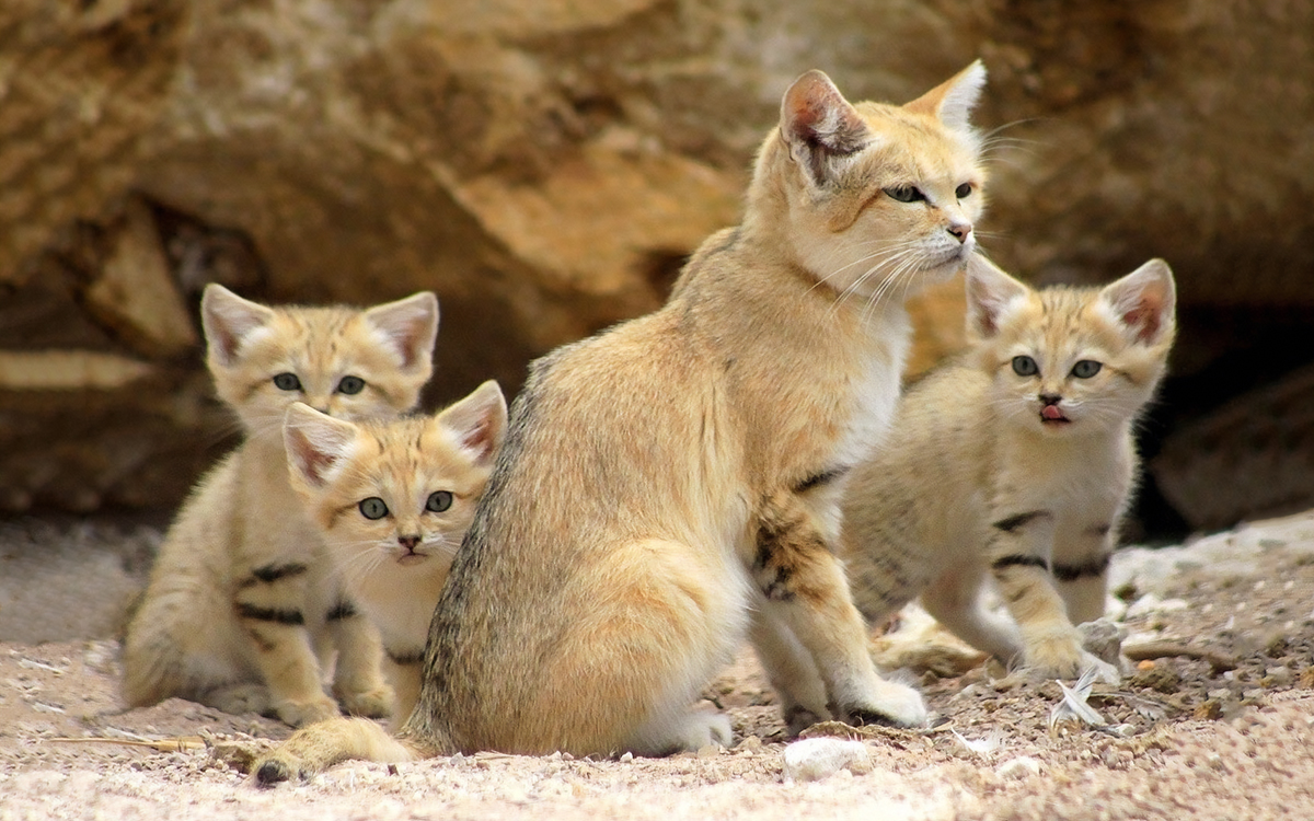 Почему кошки в пустыне не пьют воду, не оставляют следов и не имеют запаха:  секреты барханного кота / Оффтопик / iXBT Live