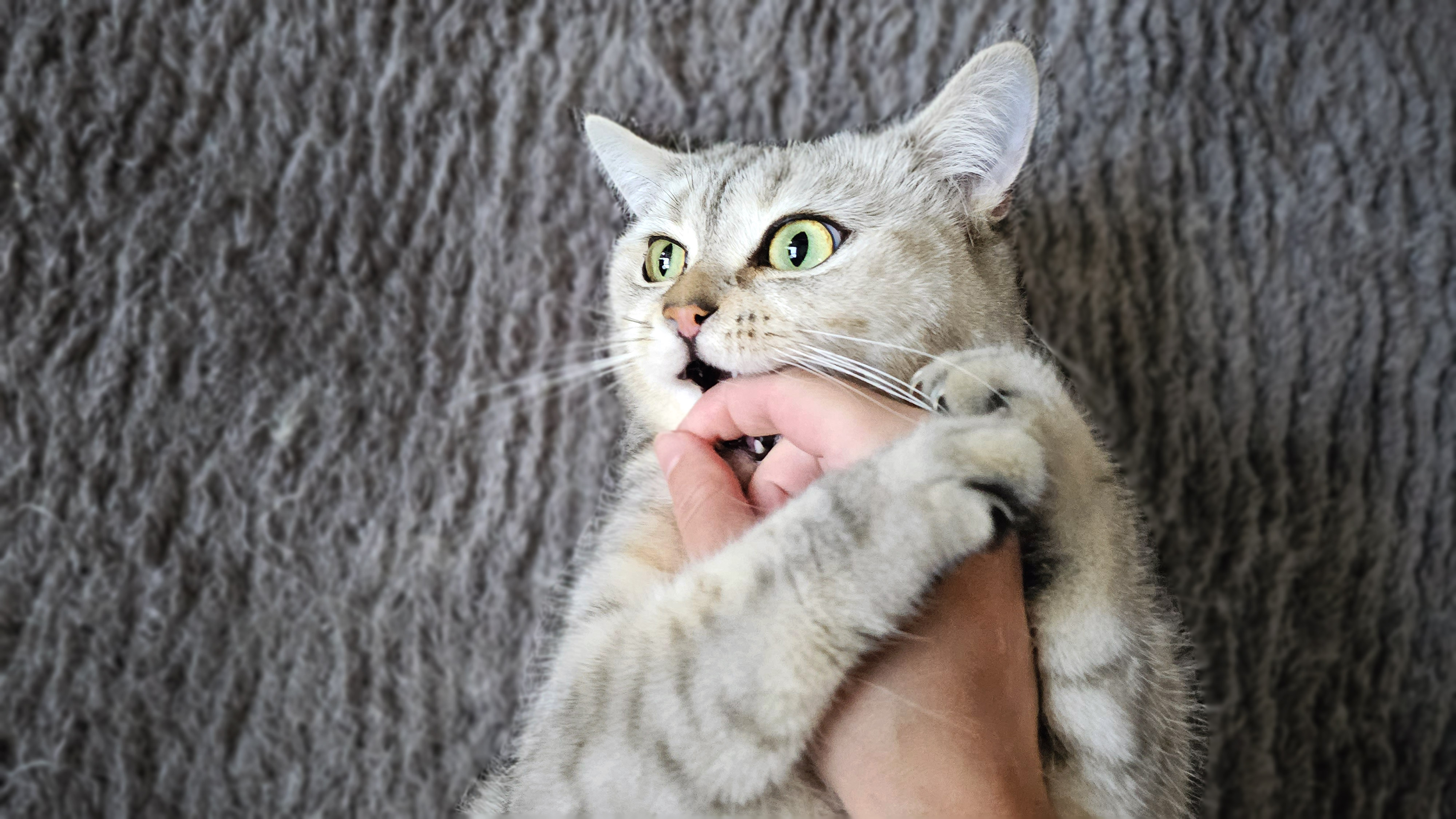 Почему кошка кусает руку, когда её гладишь: секреты кошачьего поведения /  Оффтопик / iXBT Live