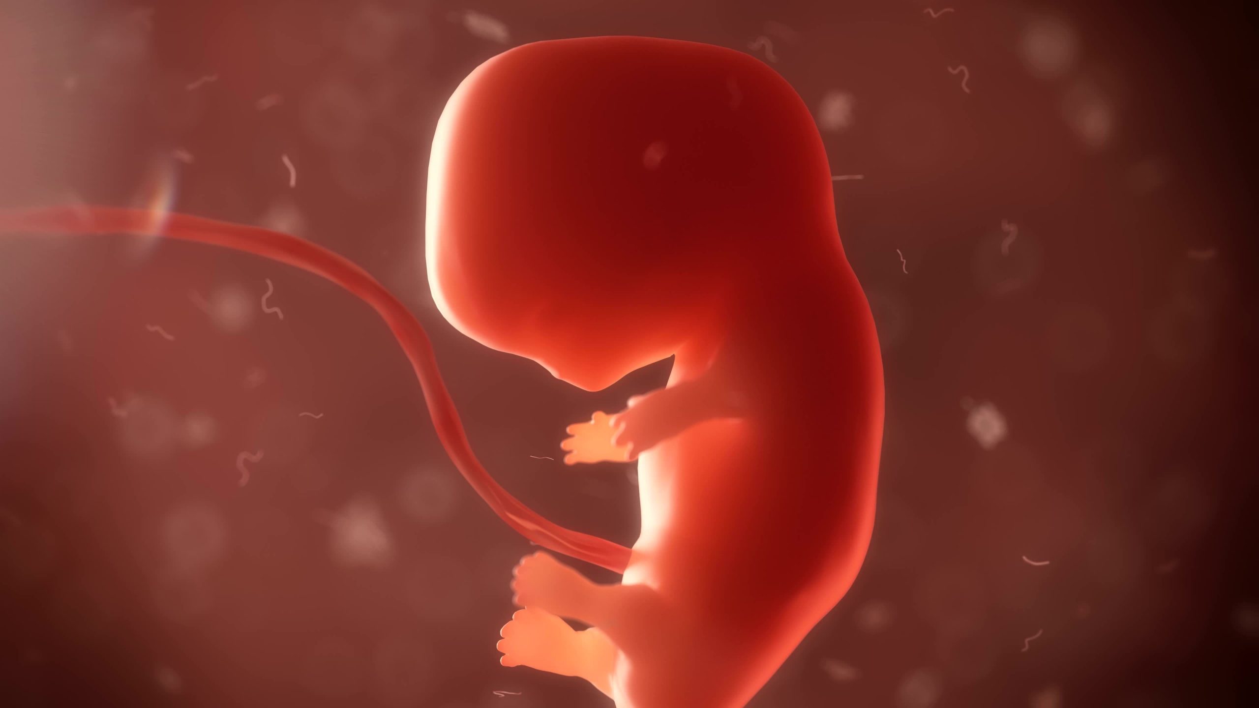 Эмбрион без спермы и яйцеклетки: преимущества и риски исследований