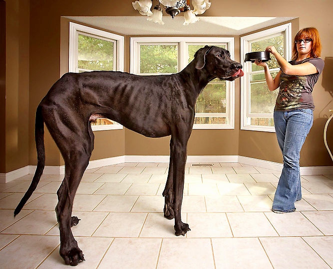 Как выглядит самая высокая собака в мире: немецкий дог по кличке Зевс /  Оффтопик / iXBT Live