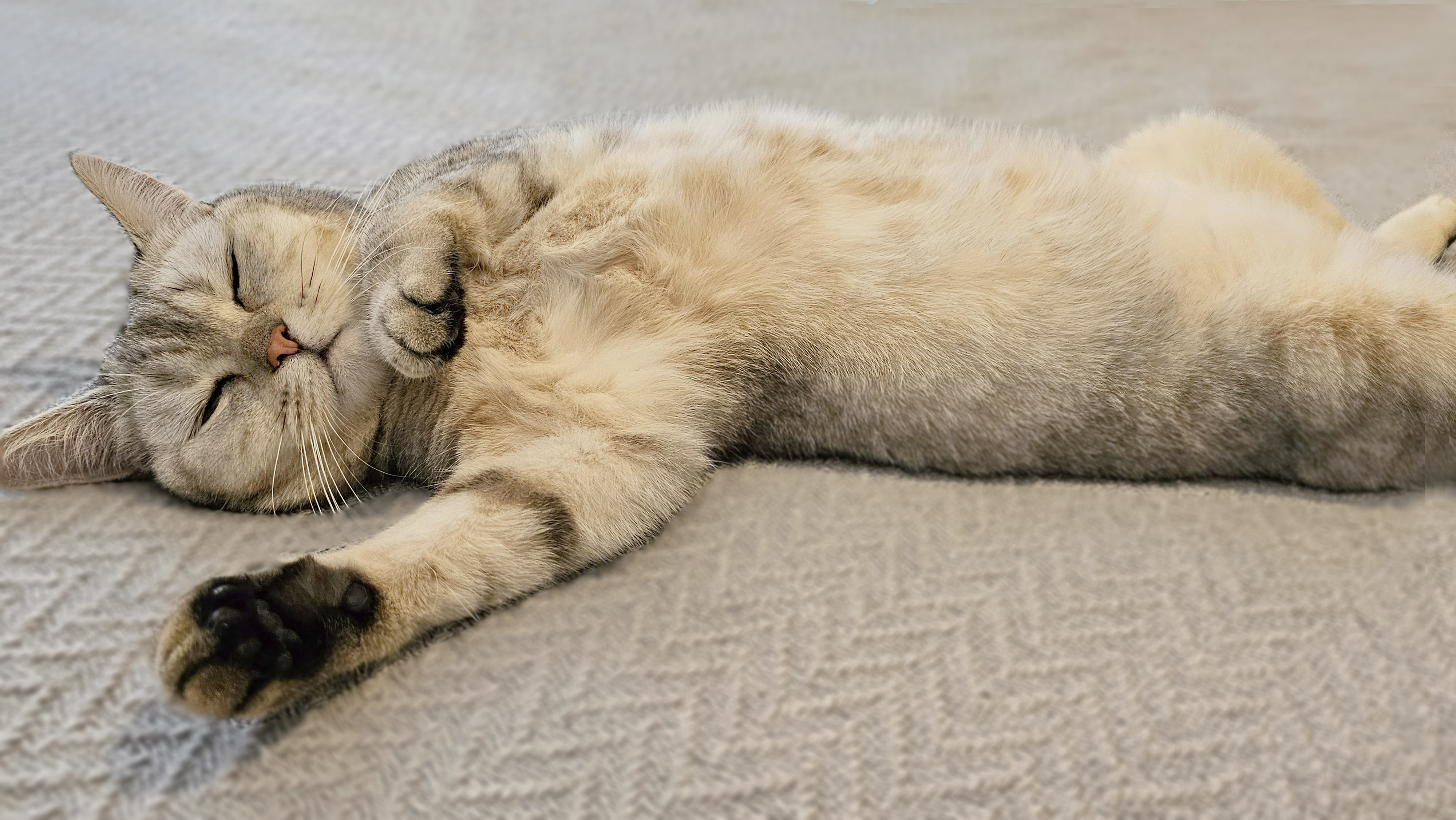 Почему кошка ложится спать рядом с человеком и что означают позы для сна:  секреты кошачьего поведения / Оффтопик / iXBT Live