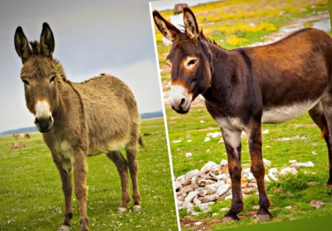 Үлкен есек фотолар