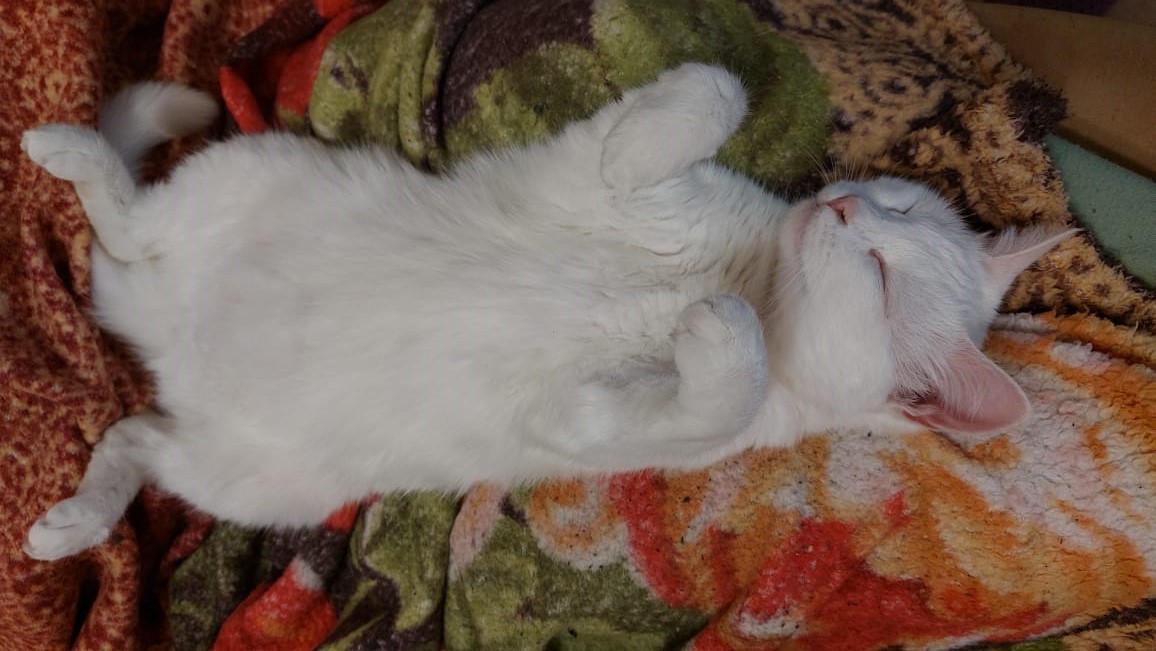 Почему кошки любят много спать и спят в странных позах: 5 причин / Оффтопик  / iXBT Live