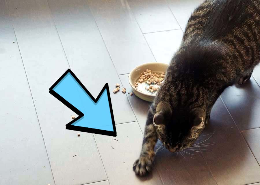 Почему кошка закапывает еду возле миски? / Оффтопик / iXBT Live