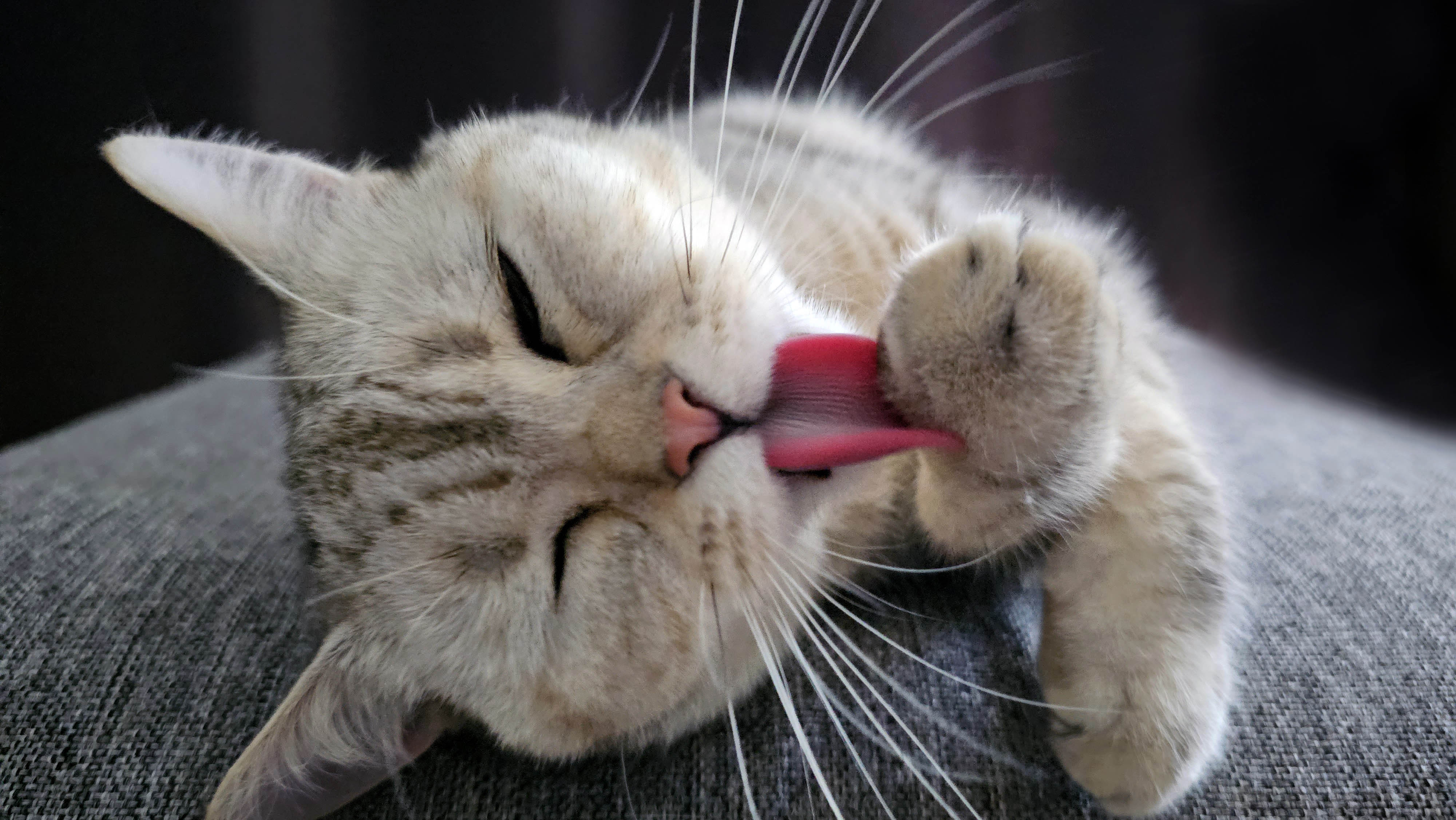 У кошки выпадают зубы: причины, диагностика и что делать - Purina ONE®