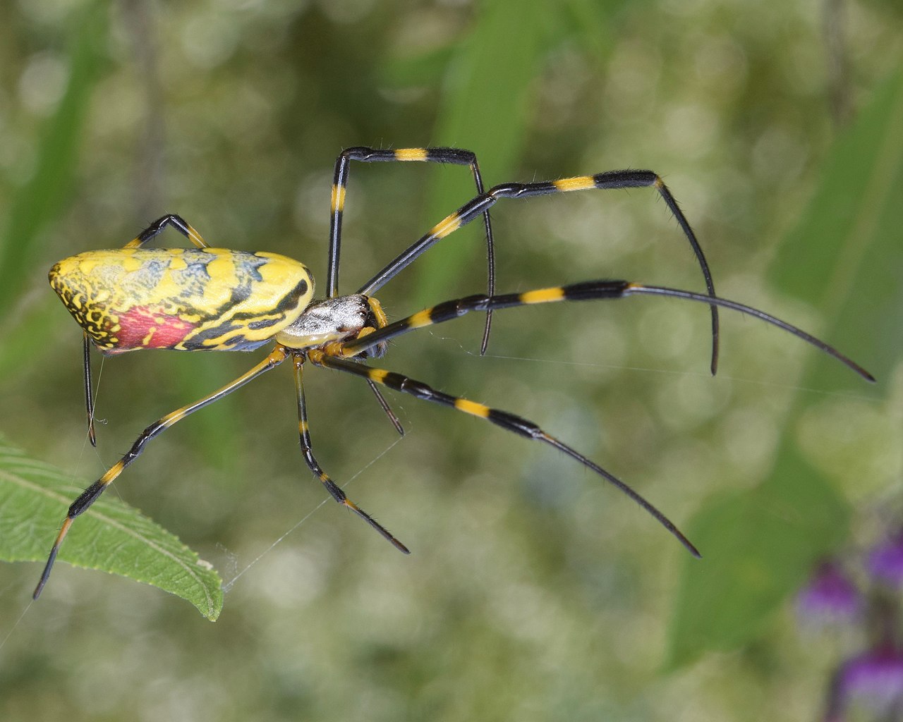 Паук джоро. Пауки Nephila clavata. Trichonephila clavata. Паук trichonephila clavate. Сенегальская Нефила.