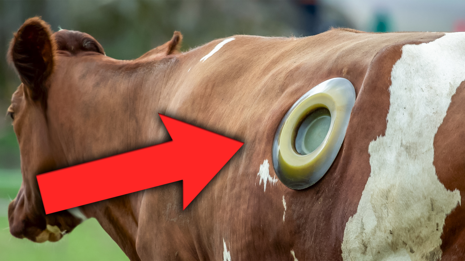 Зачем коровам делают дырку в боку / Оффтопик / iXBT Live