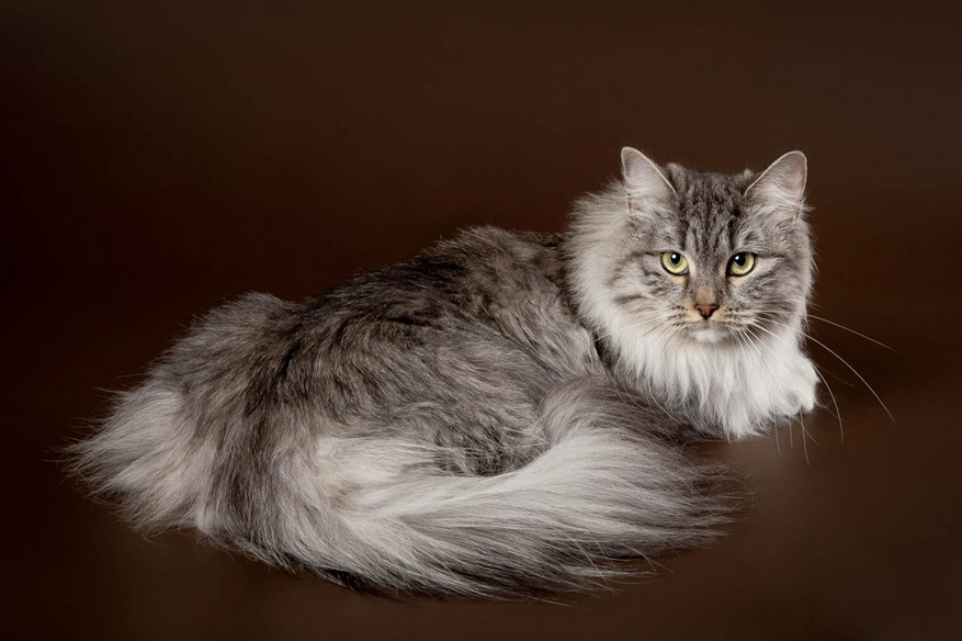Сибирская кошка серая