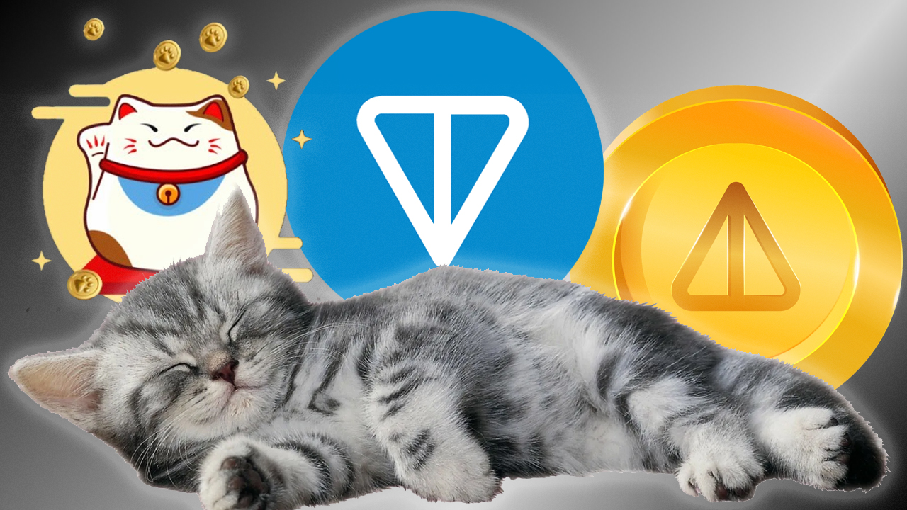 Catizen обновление