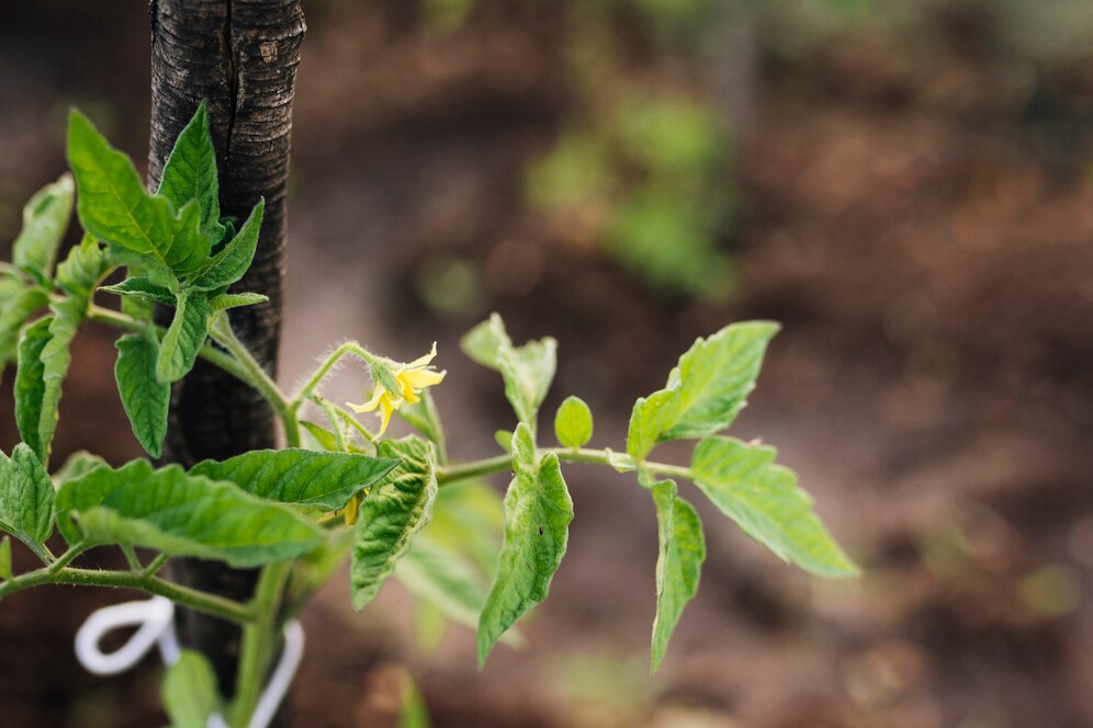 Опадают цветы на помидорах. Acalypha Australis. У розы пожухли листья. Болезни комнатных роз. У помидор странные цветы.