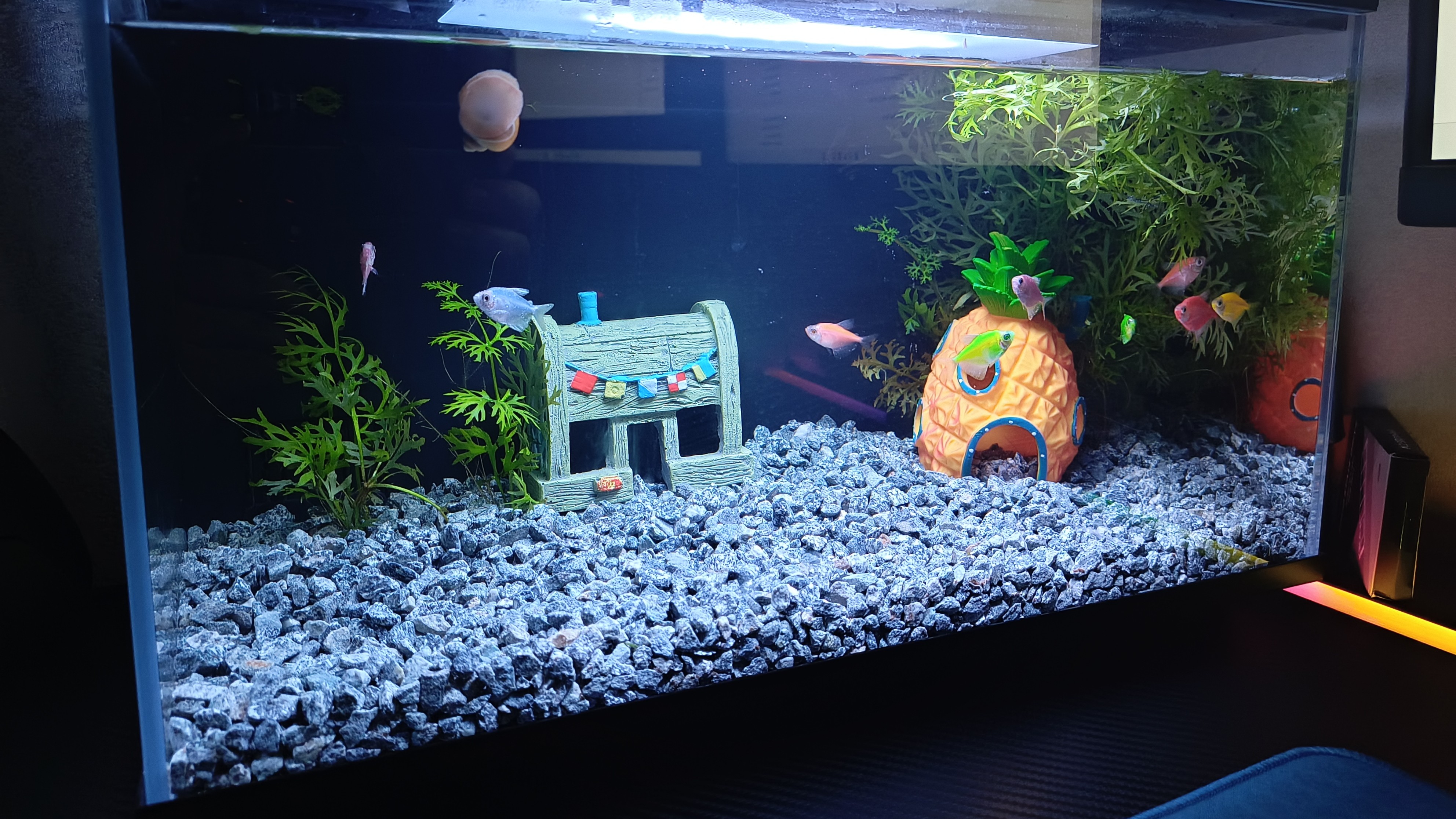 Обзор умного аквариума Xiaomi Mijia Smart Fish Tank MYG100 / Флора и ...