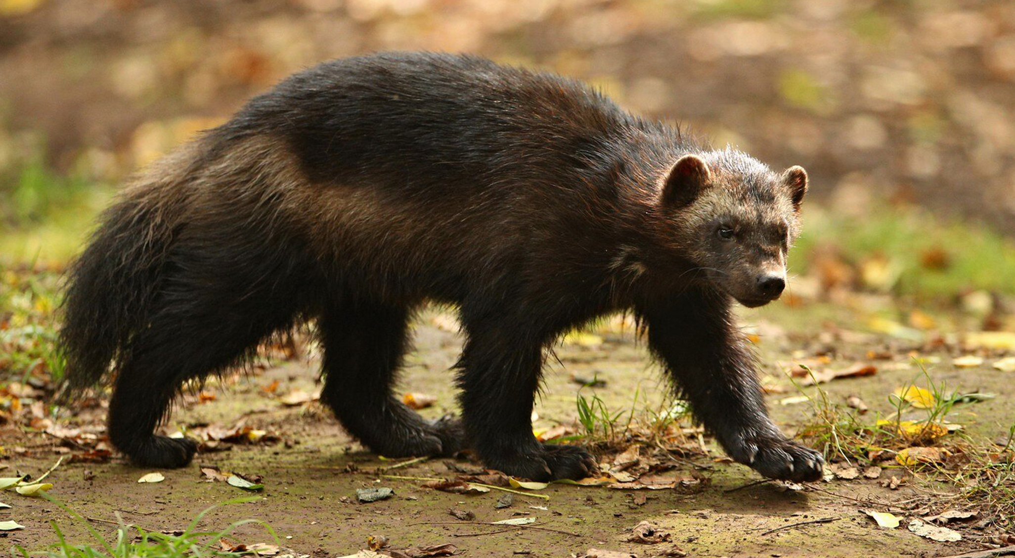 Rus pichogi Rus pichogi